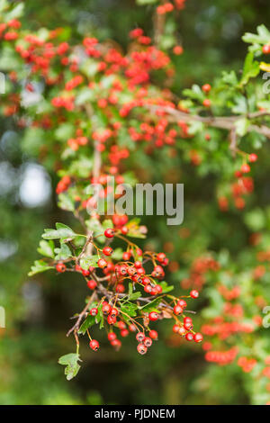 Rote beeren hängen vom grünen Baum an einem schönen Tag. Stockfoto