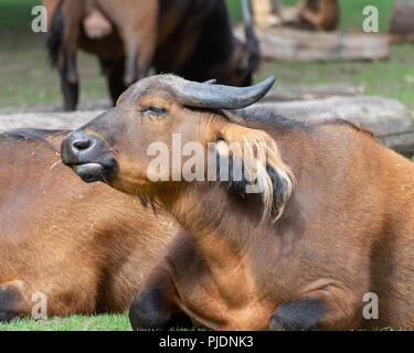 Eine isolierte Kongo Büffel im Zoo liegen auf dem Rasen. Stockfoto