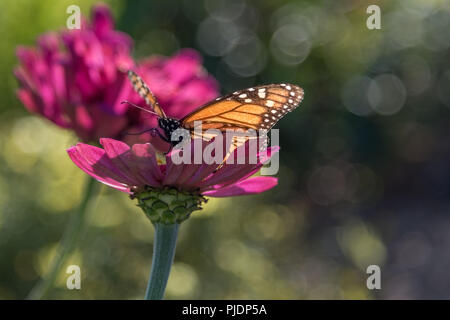 Monarch butterfly auf magenta Blumen Stockfoto