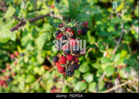 Wilden Brombeeren wachsen in eine Hecke Stockfoto