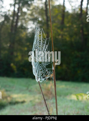 Spinnennetz in Nahaufnahme mit Morgentau. Standort: Deutschland, Nordrhein-Westfalen Stockfoto