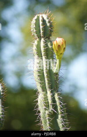 Gros Plan de Fleurs de Cactus jaune, in der Nähe von Yellow cactus Blumen, Nahaufnahme der kaktusgelben Sky, primer plano de Flores amarillas de cactu Stockfoto