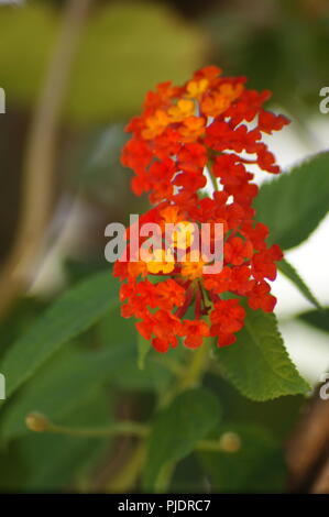 Auswahl alamy Stockfoto