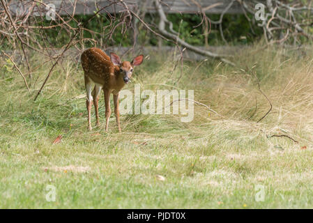 Baby deer Fawn mit weißem Fell dapples auf Erkundung im langen Gras Stockfoto