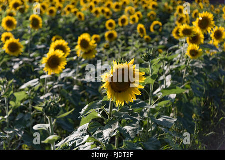 Am frühen Morgen im Feld mit Sonnenblumen Stockfoto