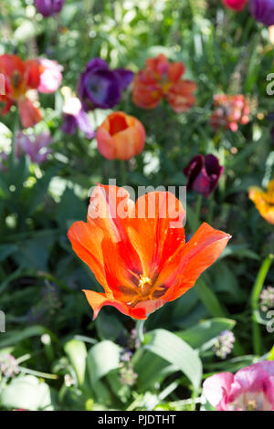 Wunderschöne rote Tulpe Blume im Garten. Stockfoto