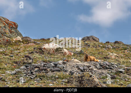 Süße flauschige Steppe marmot Sitzt auf den Steinen im Gras gegen den blauen Himmel und Wolken Stockfoto