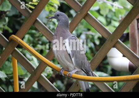 Eine junge Ringeltaube saß auf einem Gartenschlauch im Garten unter einer Laube. Stockfoto