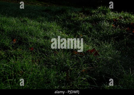 Die grüne wiese gras von einem Garten in Mol, Belgien zeigt seine Tau in einer dunklen Umgebung, wo Licht und Schatten spielen. Einige Blätter im Herbst liegen dazwischen. Stockfoto