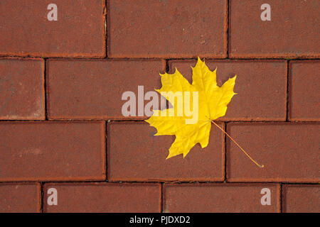 Gelbe maple leaf auf die Pflasterung Scheibe in der Stadt auf Herbst Tag. Hintergrund Stockfoto