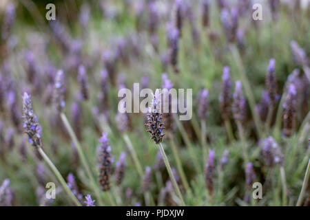 Ein lila Lavendel Blume Bush mit einer selektiven Fokus in Adelaide, South Australia am 5. September 2018 Stockfoto