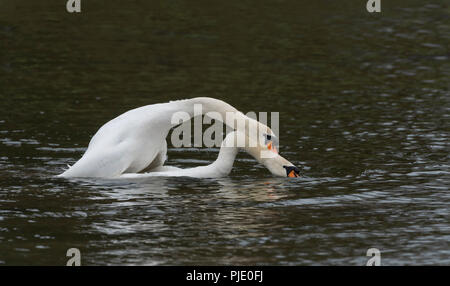 Höckerschwäne Cygnus olor Paarung Stockfoto