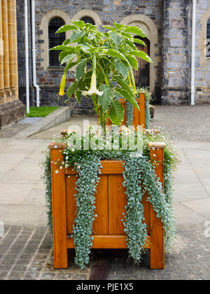 Holz- pflanzmaschine in Buckfast Abbey mit Engelstrompeten und Dichondra 'Silver Falls. Stockfoto