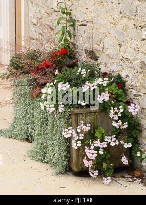 Holz- pflanzmaschine in Buckfast Abbey mit Dichondra 'Silver Falls', weiß trailing Pelargonium und Heuchera Stockfoto