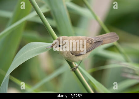 Juvenile Teichrohrsänger, Shropshire, Großbritannien Stockfoto