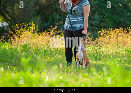 Eine Frau, die Ausbildung eines American Staffordshire Terrier Hund auf dem grünen Rasen an einem sonnigen Tag. Stockfoto