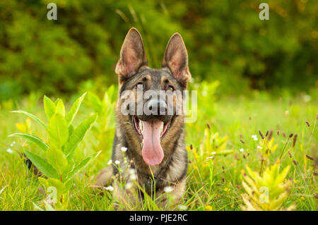 Porträt einer schönen Deutschen Schäferhund beim Lügen auf dem hohen Gras an einem sonnigen Tag. Stockfoto