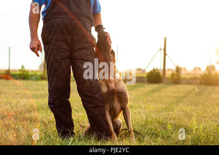 Eine schöne Malinois Belgischer Schäferhund und seine Trainer Training auf der Wiese an einem sonnigen Tag. Stockfoto