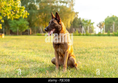 Porträt einer wunderschönen Malinois Belgischer Schäferhund sitzend auf das Gras an einem sonnigen Tag. Stockfoto