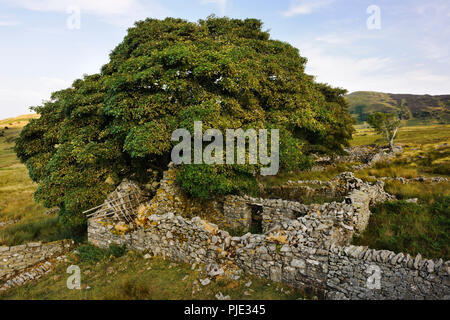 Anzeigen E über Bauernhaus, Nebengebäude, Werften und Einhausungen an der verlassene Hochland Gehöft von Hafod y Garreg im E.Carneddau, Snowdonia, Wales, UK. Stockfoto