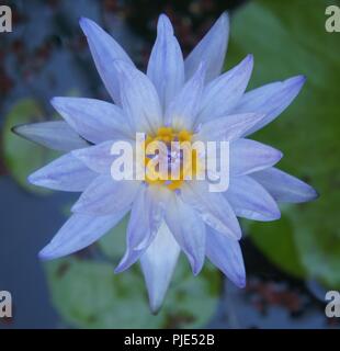 Fleur rose de Nymphea, Rosa nymphaea Blume, rosa wasserlillien, Flor de Ninfa rosa, waterlillies, Seerosen, lirios acuáticos, Wasserlilien, nenup Stockfoto