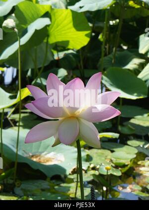 Gros Plan de fleur Rose de Lotus nemumbo lucifera, Indischer Lotus, Lotus, Bohne von Indien, ägyptische Bohne, Lotus, Nahaufnahme eines Pink Lotus lucifera Stockfoto