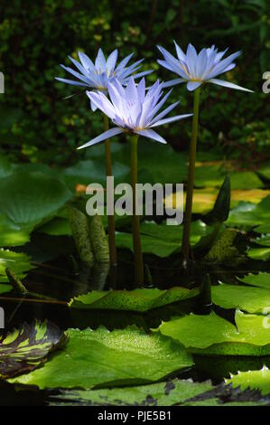 Fleur rose de Nymphea, Rosa nymphaea Blume, rosa wasserlillien, Flor de Ninfa rosa, waterlillies, Seerosen, lirios acuáticos, Wasserlilien, nenup Stockfoto