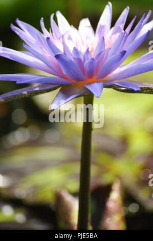 Fleur rose de Nymphea, Rosa nymphaea Blume, rosa wasserlillien, Flor de Ninfa rosa, waterlillies, Seerosen, lirios acuáticos, Wasserlilien, nenup Stockfoto