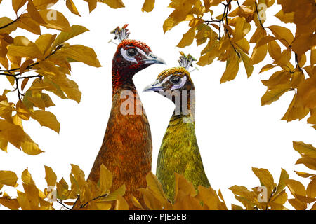 Zwei lustigen Pfauen sind in herbstlichen Farben auf weißem Hintergrund Vor dem Hintergrund der Blätter gemalt. Herbst Konzept. Kreative Idee. Stockfoto