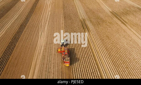 Landmaschinen Ernte von Kartoffeln. Farmer Field mit einer Kartoffel Ernte. Stockfoto