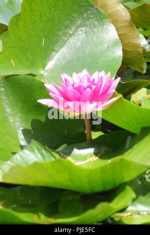 Fleur rose de Nymphea, Rosa nymphaea Blume, rosa wasserlillien, Flor de Ninfa rosa, waterlillies, Seerosen, lirios acuáticos, Wasserlilien, nenup Stockfoto