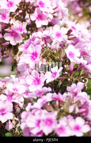 Gros Plan d'un Massif de fleurs Roses de Phlox dans un jardin extraordinaire, Nahaufnahme eines Massiv von Phlox Rosa Blüten in einer außergewöhnlichen Garten, N Stockfoto