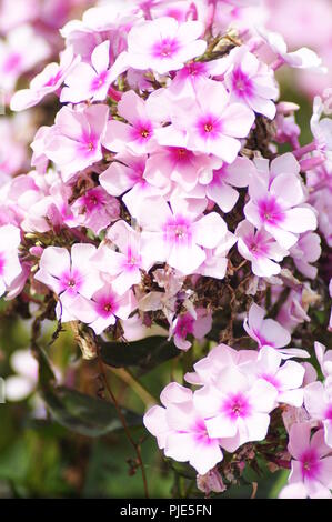 Gros Plan d'un Massif de fleurs Roses de Phlox dans un jardin extraordinaire, Nahaufnahme eines Massiv von Phlox Rosa Blüten in einer außergewöhnlichen Garten, N Stockfoto