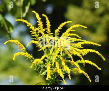 Gros Plan d'une Fleur de Solidago jaune, Nahaufnahme eines gelben solidago Blume Asteraceae, Nahaufnahme einer gelben Solidagoblume Asteraceae, Primer pl Stockfoto