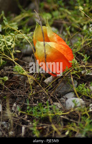 Gros Plan d'une Fleur orange de Physalis sur un Fond de mousses Vertes, Nahaufnahme einer orange Kap Stachelbeeren Blume auf dem Hintergrund der grüne Moose, Stockfoto