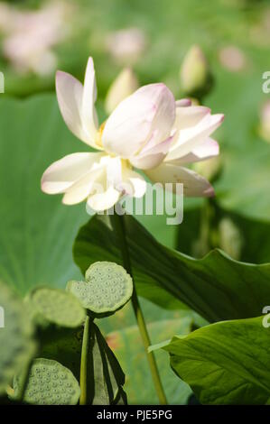 Gros Plan de fleur Rose de Lotus nemumbo lucifera, Indischer Lotus, Lotus, Bohne von Indien, ägyptische Bohne, Lotus, Nahaufnahme eines Pink Lotus lucifera Stockfoto