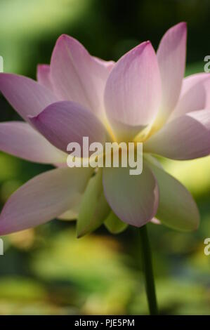 Gros Plan de fleur Rose de Lotus nemumbo lucifera, Indischer Lotus, Lotus, Bohne von Indien, ägyptische Bohne, Lotus, Nahaufnahme eines Pink Lotus lucifera Stockfoto