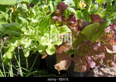 Nahaufnahme von gemischten Salatlettsalatblättern, die im Sommer in einem Topfbehälter wachsen England Großbritannien GB Großbritannien Stockfoto