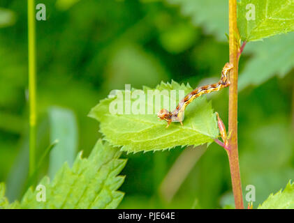 Bunt meliert Umbra Caterpillar in natürlichen, grünen leavy Ambiente Stockfoto
