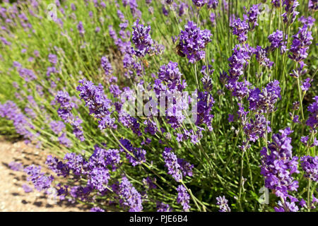 Nahaufnahme von englischen Lavendelpflanzen 'Munstead' lila Blüten, die im Sommer blühen England Vereinigtes Königreich GB Großbritannien Stockfoto