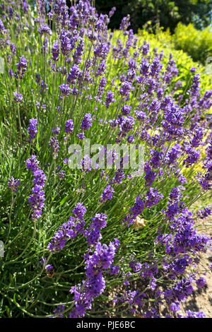 Nahaufnahme von englischen Lavendelpflanzen 'Munstead' lila Blüten, die im Sommer blühen England Vereinigtes Königreich GB Großbritannien Stockfoto