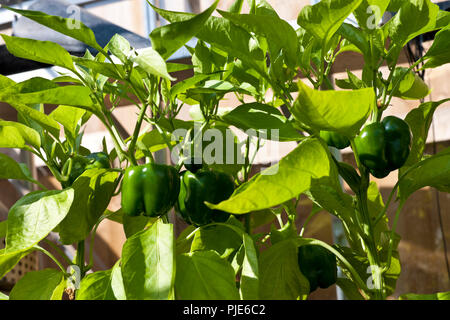 Nahaufnahme der grünen Paprika Pflanzen Pflanzen Pflanzen wachsen in einem Gewächshaus im Sommer England Vereinigtes Königreich GB Großbritannien Stockfoto