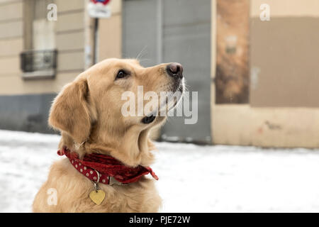 Golden Retriever entdeckt zum ersten mal Schnee. Stockfoto