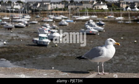 Seagull posiert vor zig Boote Warten auf das Ende der Ebbe auf das Meer. Stockfoto