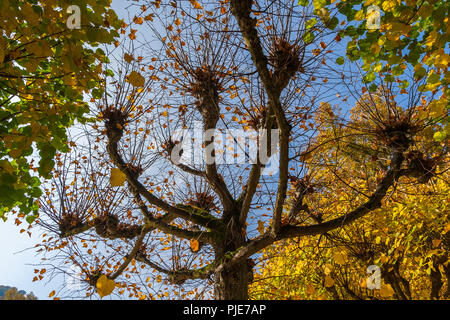 Low Angle Shot eines Linde (Tilia) mit Noppen am Ende seiner großen Filialen in einem Park in der Stadt Bad Karlshafen, Deutschland. Es hat fast verloren... Stockfoto