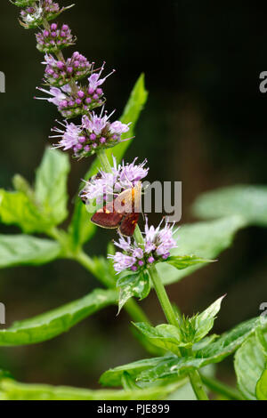 Mint Motte (Pyrausta aurata) auf einem Mint flower Spike Stockfoto