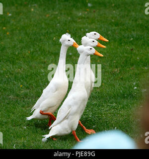 Indische laufen Enten Stockfoto