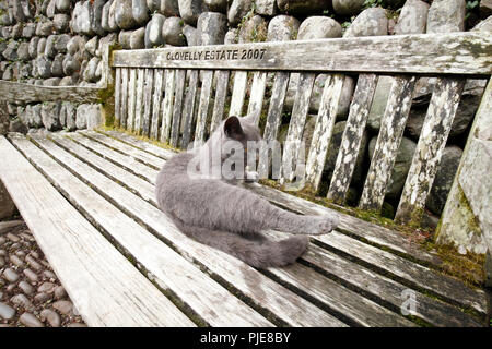 Katze sitzt auf einer Bank sonnen sich in Clovelly, North Devon, Stockfoto
