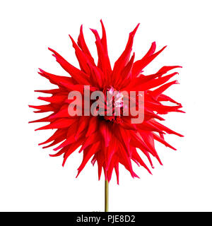 Rote Kakteen Garten Dahlie auf einem weißen Hintergrund. Stockfoto