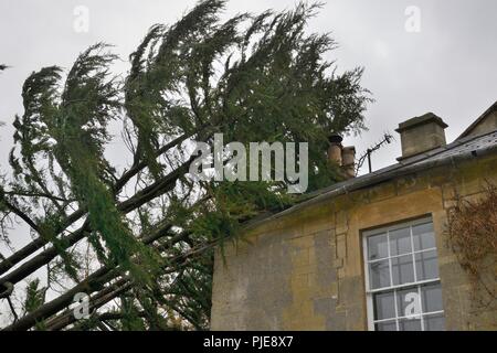 Deodar Zeder, die in einem Sturm geblasen, lehnte sich gegen ein Haus, Wiltshire UK, März. Stockfoto